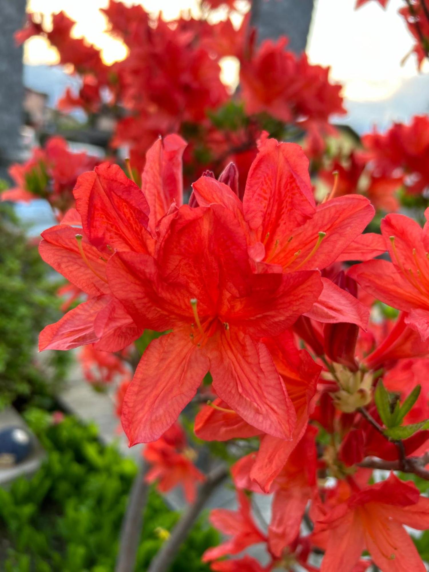 GambarognoAl Grottino住宿加早餐旅馆 外观 照片